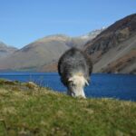 High Adventure: Mountain Passes & Muncaster Castle from Oxenholme - Who This Tour Is Best For