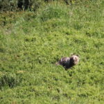 High Tatras: Bearwatching Hiking Tour in Slovakia - Who Is This Tour Best For?