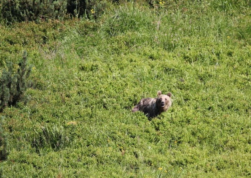 High Tatras: Bearwatching Hiking Tour in Slovakia - Who Is This Tour Best For?