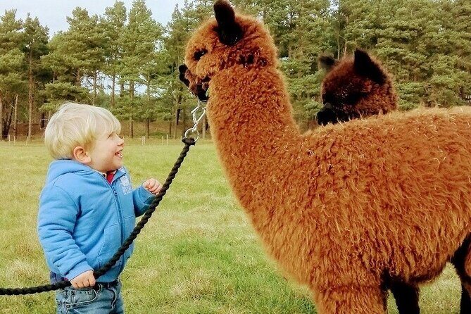 Highland Cows, Walk Alpacas & Visit a Scottish Wildlife Centre - Final Thoughts