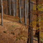 Hike in The Central Balkan National Park - Transportation and Meeting Points