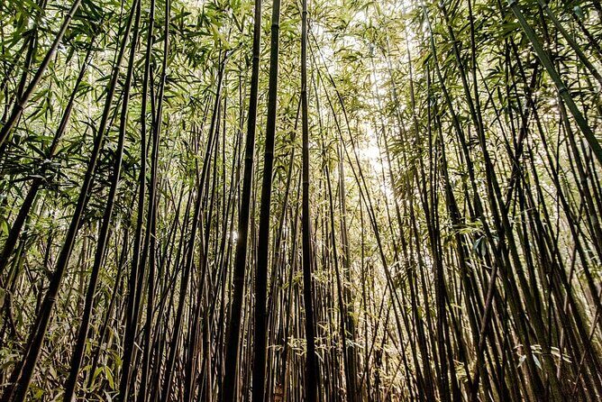 Hike Trail to Waterfall & Nature Walk - What Travelers Say: Honest Feedback