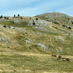 Hiking around Sarajevo: Lukomir Village Full Day Hiking Tour - What Makes This Tour Stand Out?
