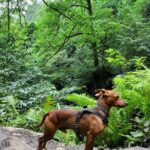 Hiking in Batumi ( Mtirala National Park) - The Experience and Its Value