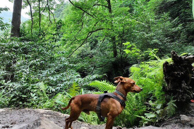 Hiking in Batumi ( Mtirala National Park) - The Experience and Its Value