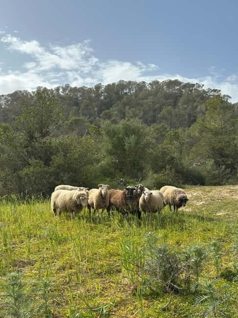 Hiking tour with a dream view of the former monastery of Sant Salvador, 3-4 hours. - What’s Included and What’s Not