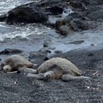 Hilo Excursion Volcanoes Akaka Falls And Black Sand Beach - Starting Point and Timing