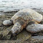 Hilo Shore Excursion: Visit Volcano, Waterfall, Beach with Lunch - Who Will Love This Tour?