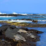 Hilo Shore Excursion: Volcanoes National Park and Rainbow Falls - Final Thoughts: Is This Tour Right for You?