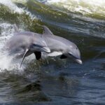 Hilton Head Island Dolphin Watching Nature Cruise - Practical Details and Tips for Your Trip