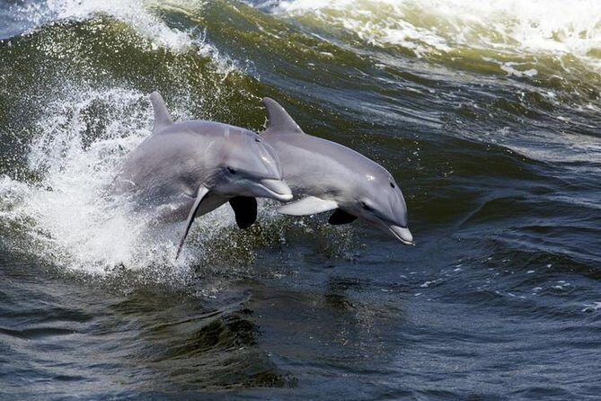Hilton Head Island Dolphin Watching Nature Cruise - Practical Details and Tips for Your Trip