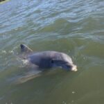 Hilton Head Island Sunset Dolphin Tour - The Sum Up: Is It Worth It?