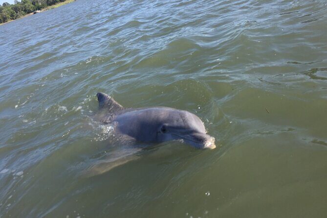 Hilton Head Island Sunset Dolphin Tour - The Sum Up: Is It Worth It?