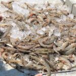 Hilton Head Shrimp Trawling Boat Cruise - Final Thoughts: Who Should Consider This Tour?
