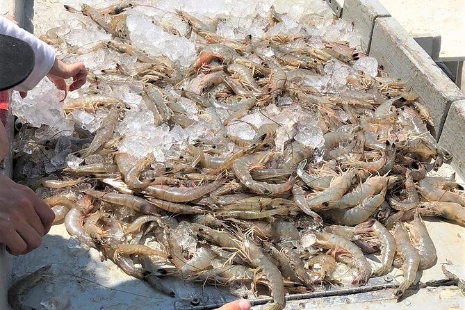 Hilton Head Shrimp Trawling Boat Cruise - Final Thoughts: Who Should Consider This Tour?