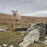 Historical Walking Tours in Valentia and the Skellig Region - Why This Tour Stands Out