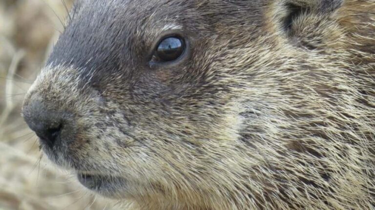 Hokksund: Beaver Safari on Stand-Up Paddleboard - Detailed Breakdown of the Experience