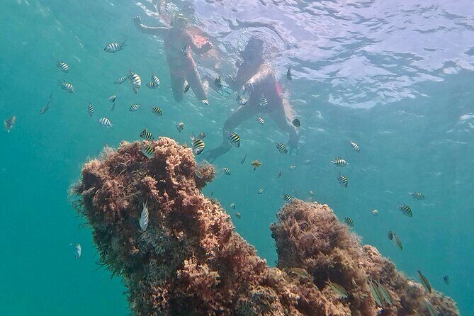 Hollywood Snorkel, Kayak & Paddleboard with Reefs and Sculptures - FAQ