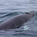 Hólmavík: Whale Watching Tour - Who Will Love This Tour?