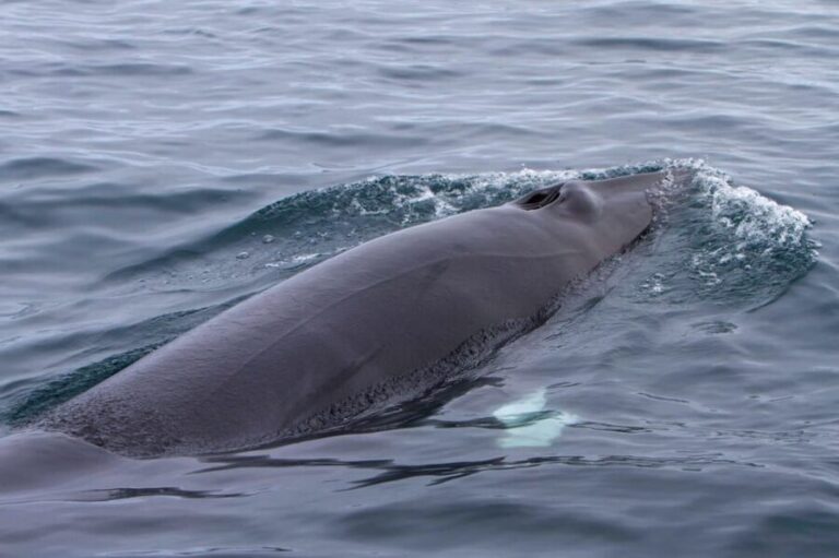 Hólmavík: Whale Watching Tour - Who Will Love This Tour?
