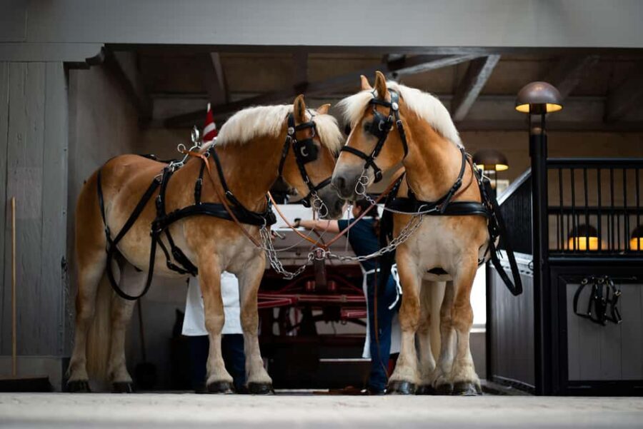 Home of Carlsberg Entry Ticket + Exploring Carlsberg Tour - What To Expect During Your Visit