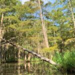 Honey Island Swamp Boat Tour - Exploring the Honey Island Swamp Boat Tour in Detail