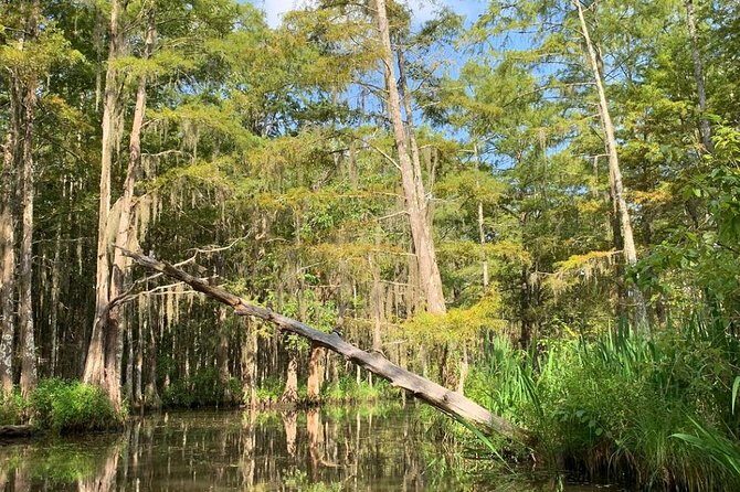 Honey Island Swamp Boat Tour - Exploring the Honey Island Swamp Boat Tour in Detail