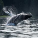 Hoonah Whale-Watching Cruise - Near Icy Strait Point - The Itinerary: How Your Day Unfolds