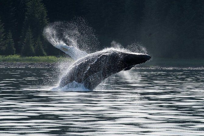 Hoonah Whale-Watching Cruise - Near Icy Strait Point - The Itinerary: How Your Day Unfolds