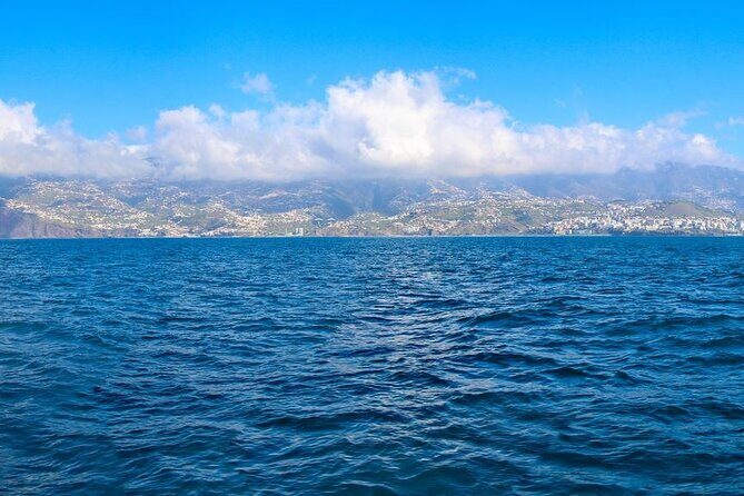 Hop-on Hop-off Bus Tour and Catamaran Whale & Dolphin Watching - What’s Included and What’s Not