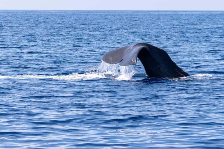 Horizon Large: whale watching off the coast of Saint-Cyr - The Experience: What Youll Likely See and Feel
