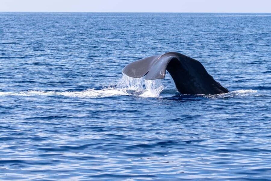 Horizon Large: whale watching off the coast of Saint-Cyr - The Experience: What Youll Likely See and Feel