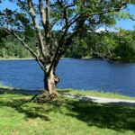 Horse and Carriage Ride through Moses H. Cone Park - What to Expect on the Ride