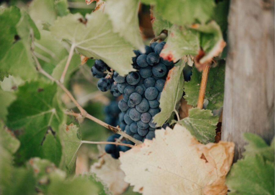 Horse back riding + wine tasting in Ramatuelle - What to Expect from the Tour