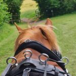 Horse drawn carriage ride york - Practical Details and Tips