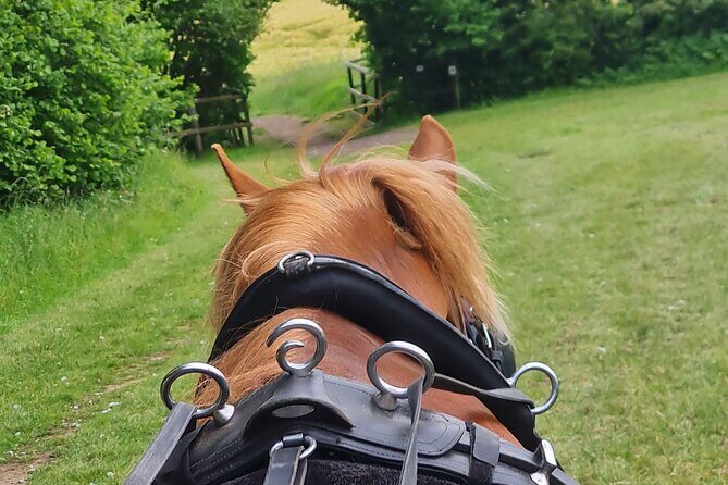 Horse drawn carriage ride york - Practical Details and Tips