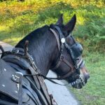 Horse-Drawn Carriage Tours in Killarney - Practical Details & Tips