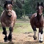 Horse Drawn Daytime Group Narrated Historic Overview Tour - The Horses & Responsible Tourism