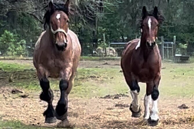 Horse Drawn Daytime Group Narrated Historic Overview Tour - The Horses & Responsible Tourism