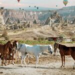Horse Riding Cappadocia- Cappadocia Horse Farm - Analyzing the Value
