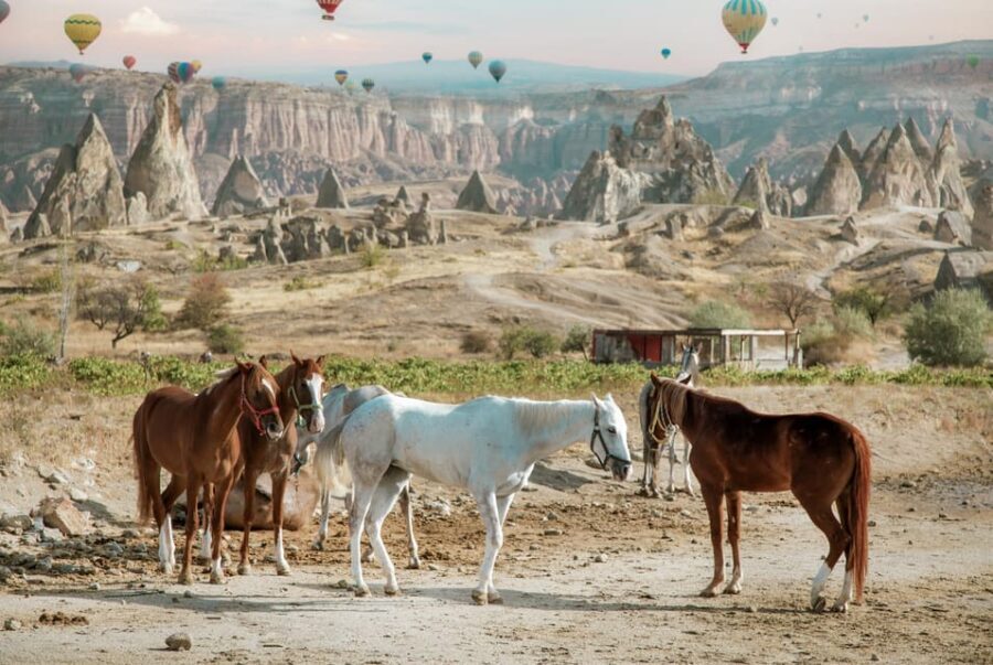 Horse Riding Cappadocia- Cappadocia Horse Farm - Analyzing the Value