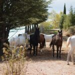 Horse Riding Madrid Natural Park (long Trip) - An In-Depth Look at the Horse Riding Madrid Natural Park Tour