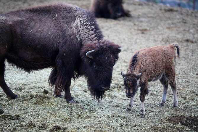Horseback Ride Joshua Tree Forest Buffalo Lunch Singing Cowboy - Walking Through the Joshua Tree Forest