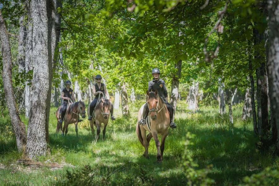 Horseback riding in the Fontainebleau forest - The Real Experience—What People Say
