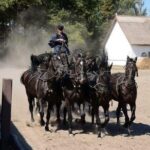 Horseshow on the Hungarian Puszta, private tour from Budapest with entry! - What to Expect During the Tour