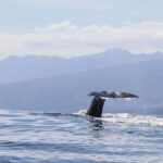 Horta: Whale and Dolphin Watching Expedition - Key Points