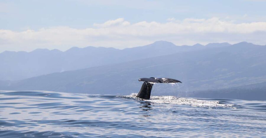Horta: Whale and Dolphin Watching Expedition - Key Points