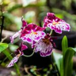 House of the Butterflies of the Collodi Pinocchio Polycentric Park - Final thoughts