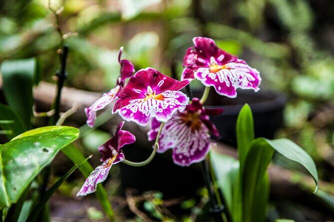 House of the Butterflies of the Collodi Pinocchio Polycentric Park - Final thoughts