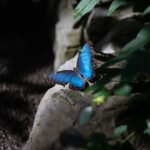 Houston Museum of Natural Science and Cockrell Butterfly Center - The Itinerary—A Detailed Breakdown